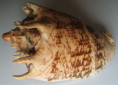 /products/cymbiola-imperialis-lightfoot-1786/